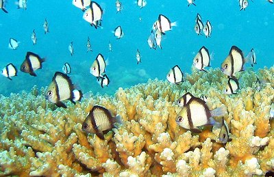 Gaya Island Scuba Diving